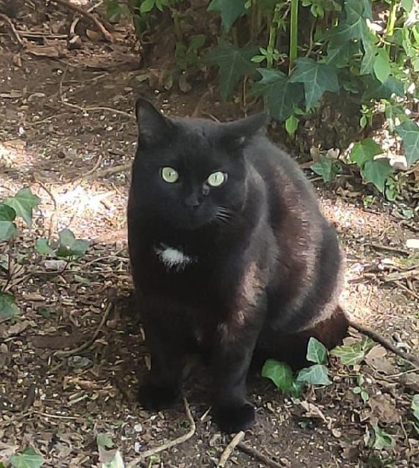 Giulia micia di circa due anni Foto 3